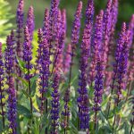 salvia nemorosa medium violet 1