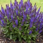 salvia nemorosa medium violet