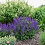 salvia nemorosa medium violet 2