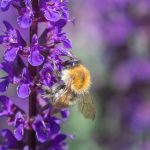 salvia nemorosa medium violet 3