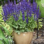 salvia nemorosa medium violet 4