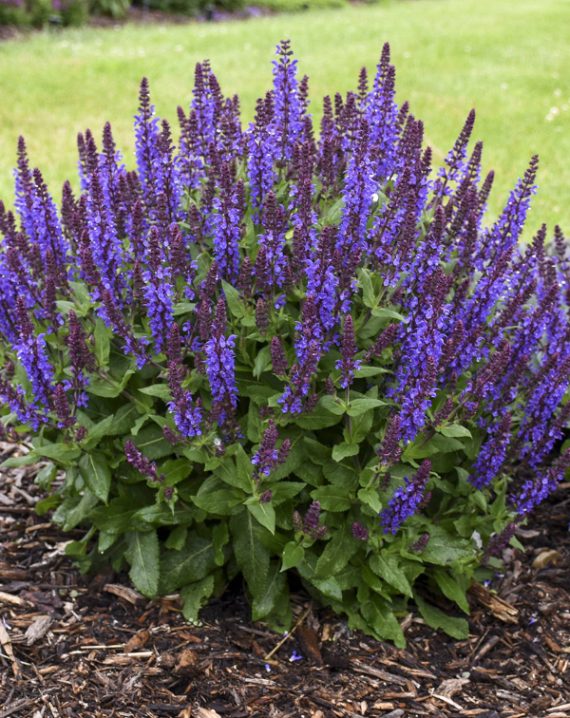 salvia nemorosa medium violet