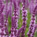 salvia nemorosa roze 1