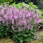 salvia nemorosa roze