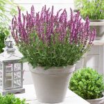 salvia nemorosa roze 2