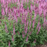 salvia nemorosa roze 3