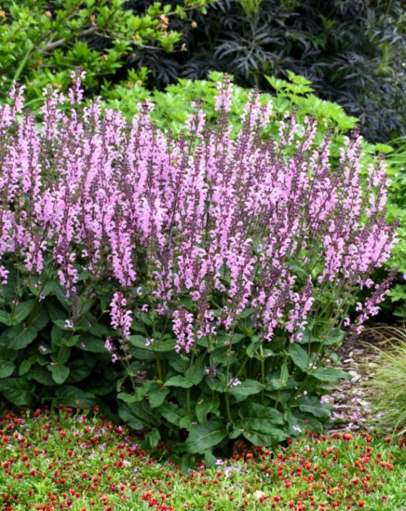 salvia nemorosa roze