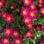 saxifraga pixie pan red 1