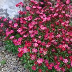 saxifraga pixie pan red
