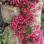 saxifraga pixie pan red 2