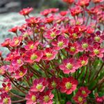 saxifraga pixie pan red 3