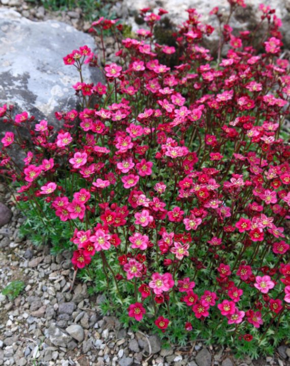 saxifraga pixie pan red