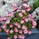 saxifraga pixie rose 1