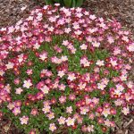 saxifraga pixie rose