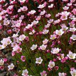 saxifraga pixie rose 2