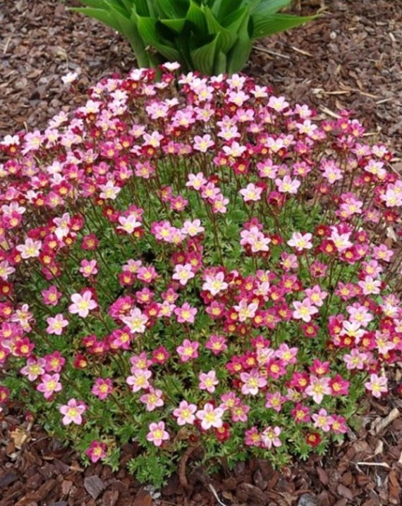 saxifraga pixie rose