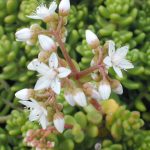 sedum album athoum 1