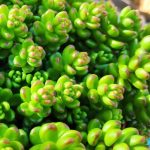 sedum album athoum