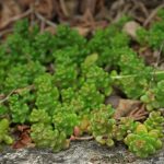 sedum album athoum 2