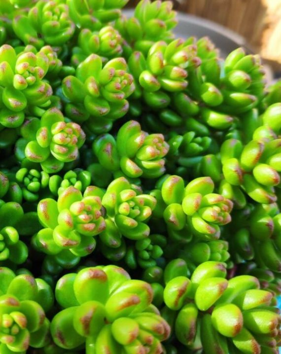 sedum album athoum