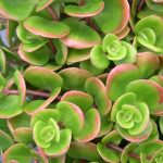 sedum tetractinum 1