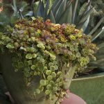 sedum tetractinum