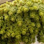 sedum tetractinum 2