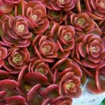 sedum tetractinum 4