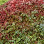 sedum tetractinum 5