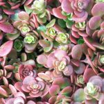 sedum tetractinum 6