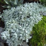 tanacetum haradjanii 1