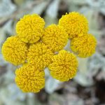 tanacetum haradjanii 2