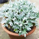 artemisia stelleriana silver cascade 1