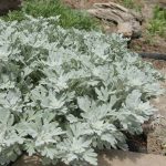 artemisia stelleriana silver cascade