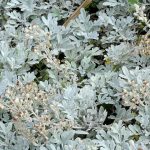 artemisia stelleriana silver cascade 2