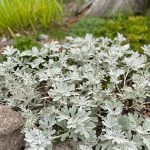 artemisia stelleriana silver cascade 3