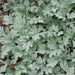 artemisia stelleriana silver cascade 4