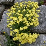 aurinia saxatilis 1