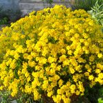 aurinia saxatilis
