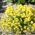 aurinia saxatilis 2