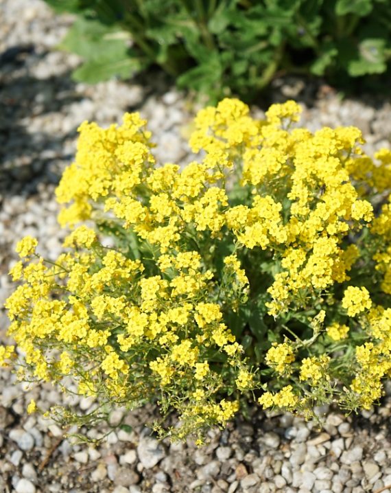 aurinia saxatilis 2