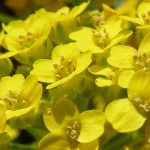 aurinia saxatilis 3