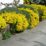 aurinia saxatilis 4