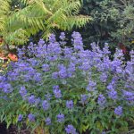 caryopteris grande blue 1