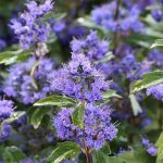 caryopteris grande blue