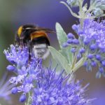 caryopteris grande blue 3
