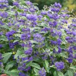 Caryopteris x clandonensis Grand Blue