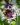 centaurea amethyst 3