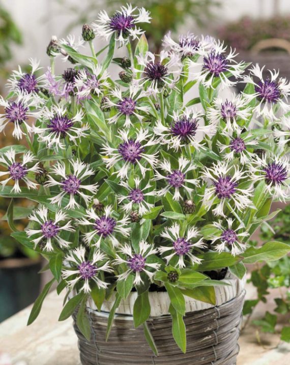 centaurea amethyst