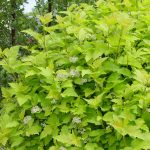 Physocarpus, Nugget Ninebark